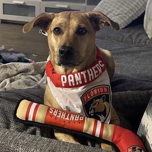 Team Page: RCSCS Animal Rescue Action Team 